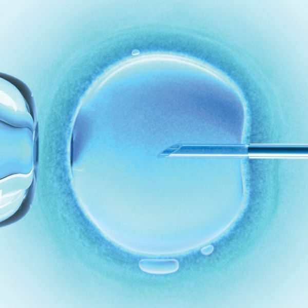 an egg being fertilised via IVF