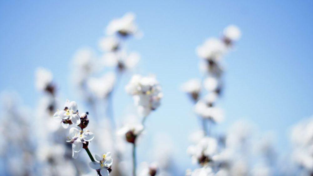 The Often-Misunderstood Premise of the Cotton Ceiling