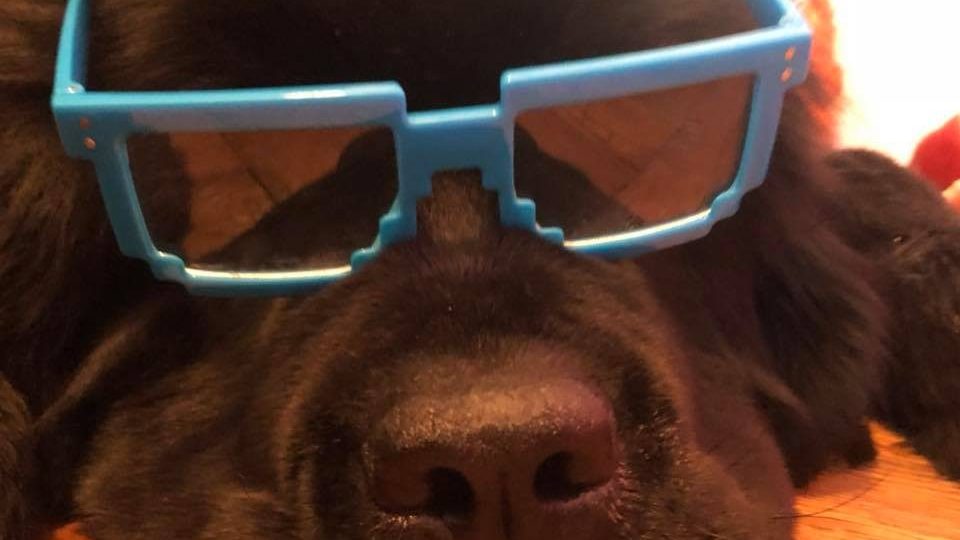large brown dog with blue sunglasses