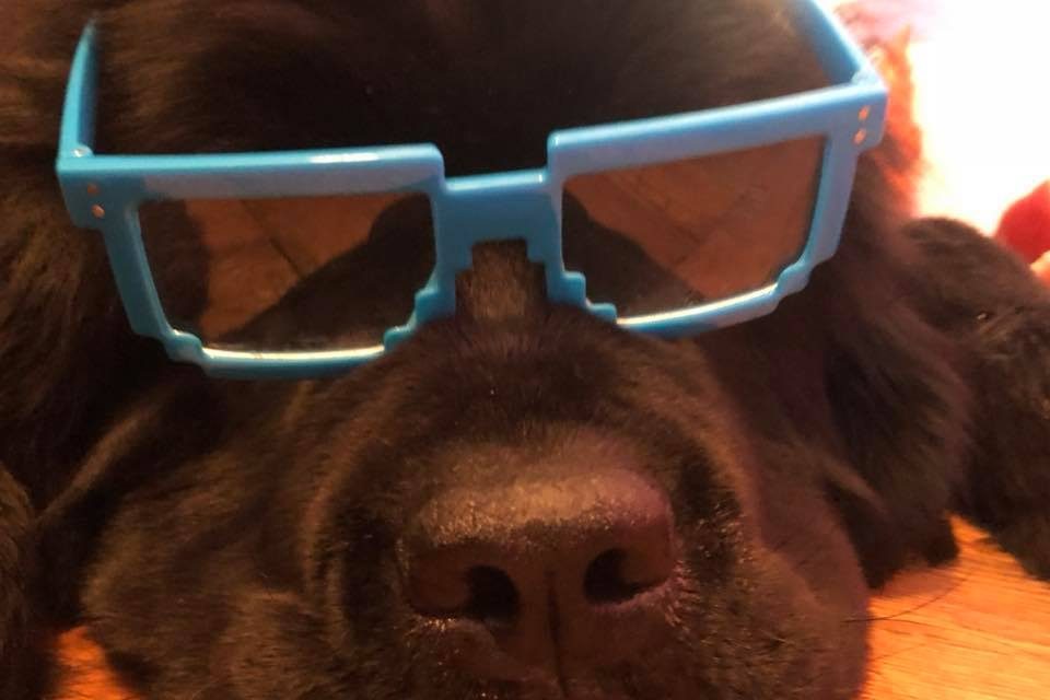 large brown dog with blue sunglasses