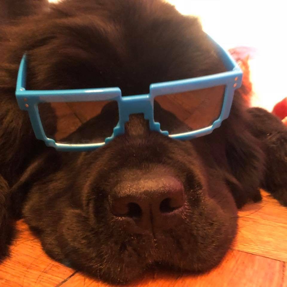 large brown dog with blue sunglasses