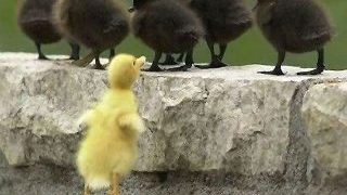 yellow duckling looking at 6 black ducklings