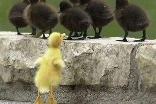 yellow duckling looking at 6 black ducklings