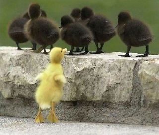 yellow duckling looking at 6 black ducklings